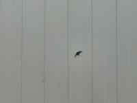 Mercedes-Benz Sprinter 317 1.9 CDI L4H3 | 2021 | 148.311 km | V29DFK | NAP: Geen oordeel