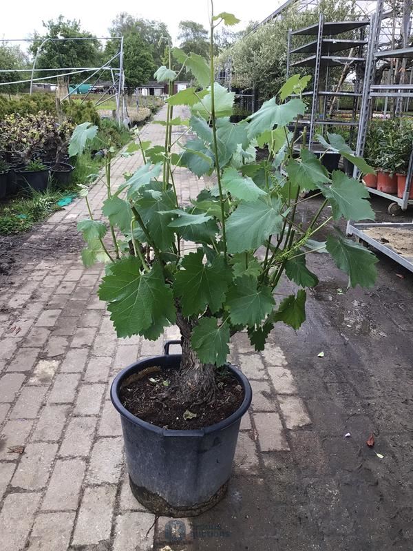 1 druivelaar