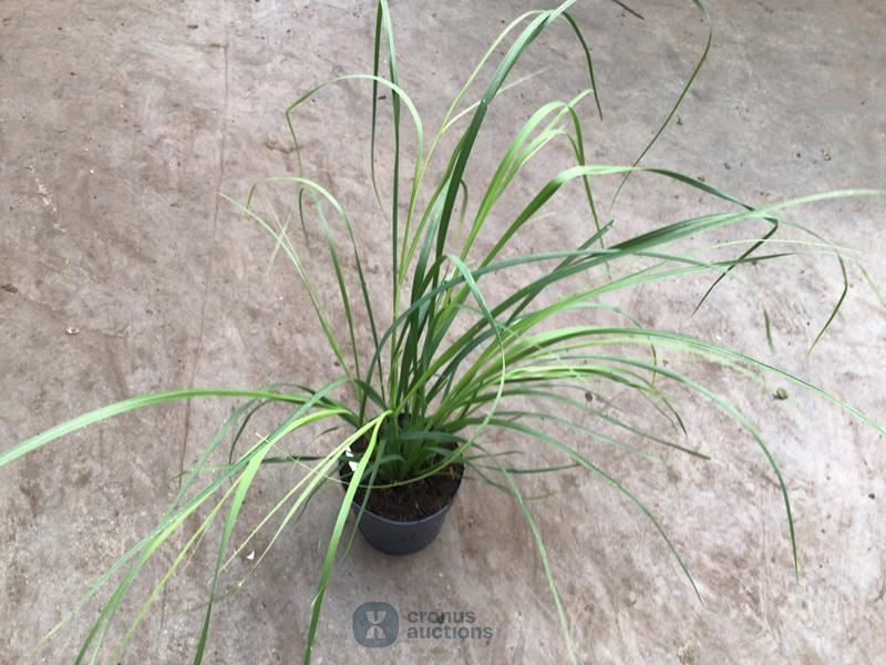 50 pampas