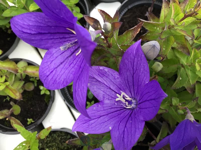 80 platycodon blauw