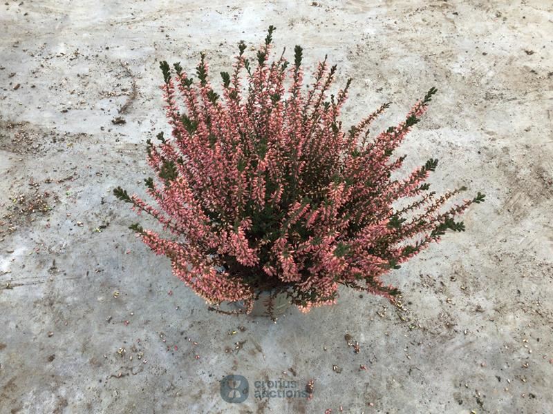 40 calluna