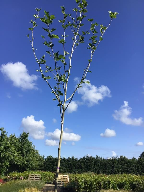 2 platanus hispanica