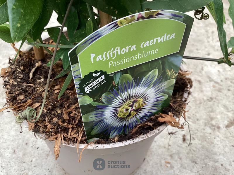 5 passiflora
