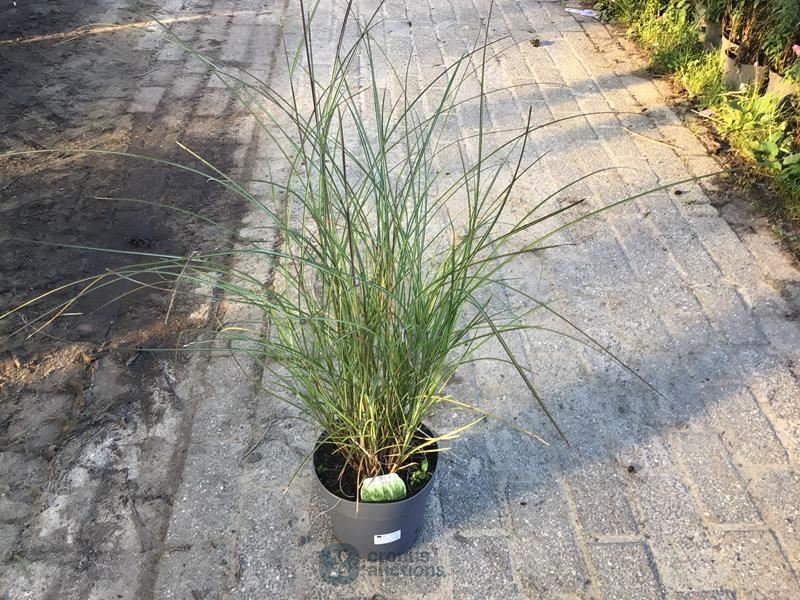 10 miscanthis gracillis