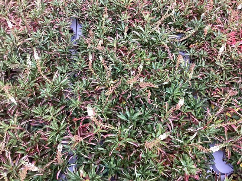 40 lysimachia