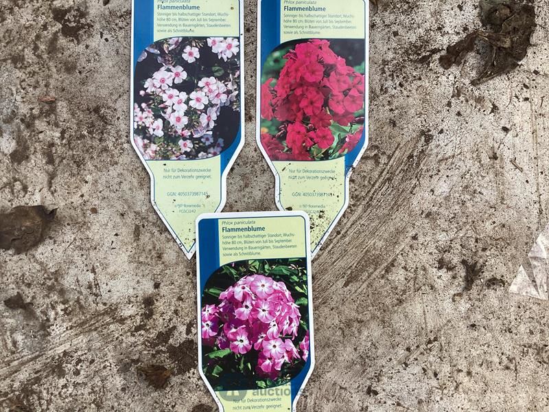 40 phlox mix
