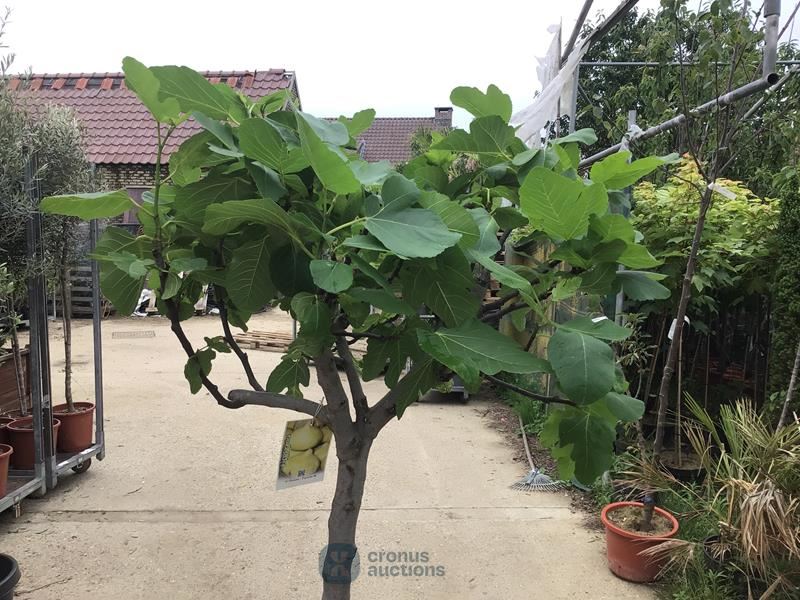 1 VIJGENBOOM