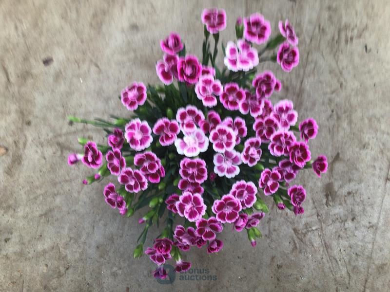 40 anjers pink kisses