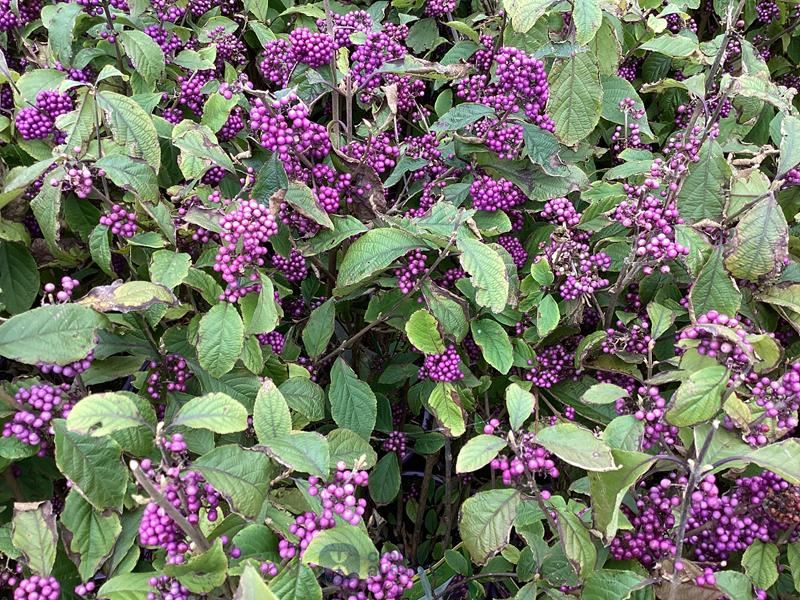 5 callicarpa