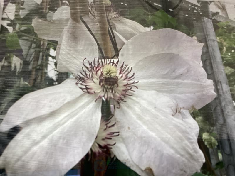 10 clematis