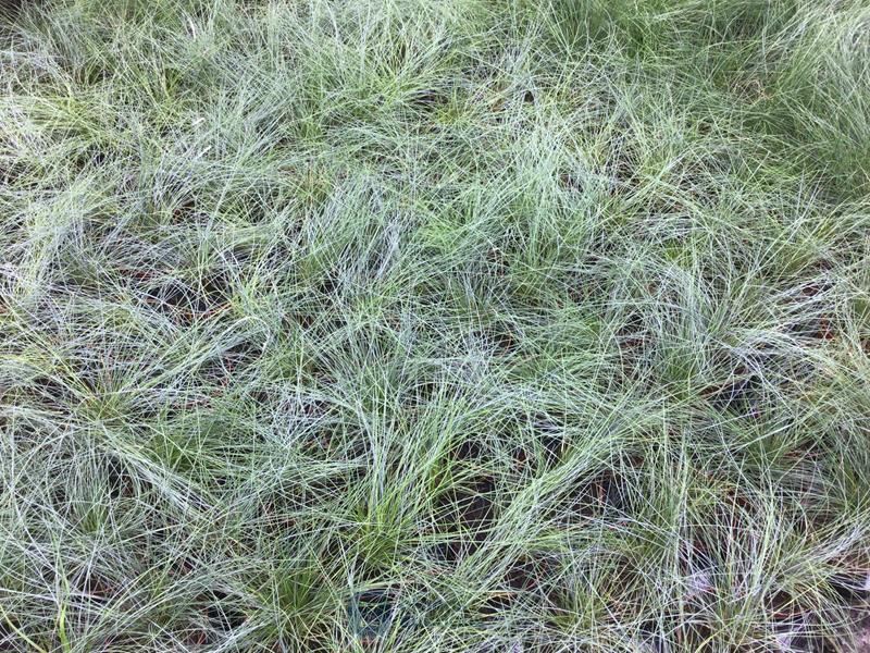 120 festuca glauca
