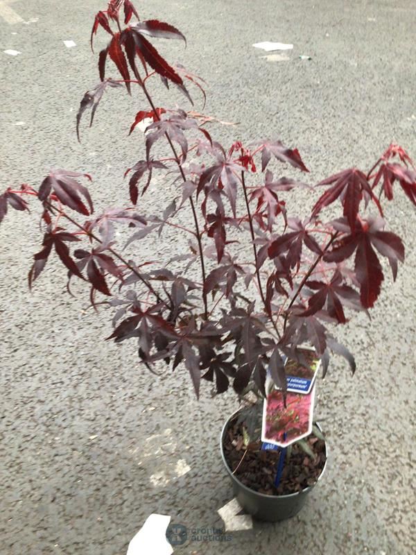 5 acers