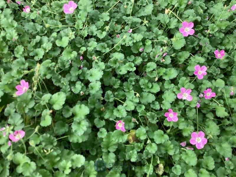 100 erodium