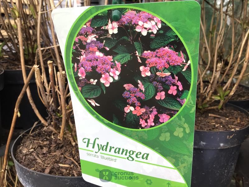 20 hydrangea serrata blue