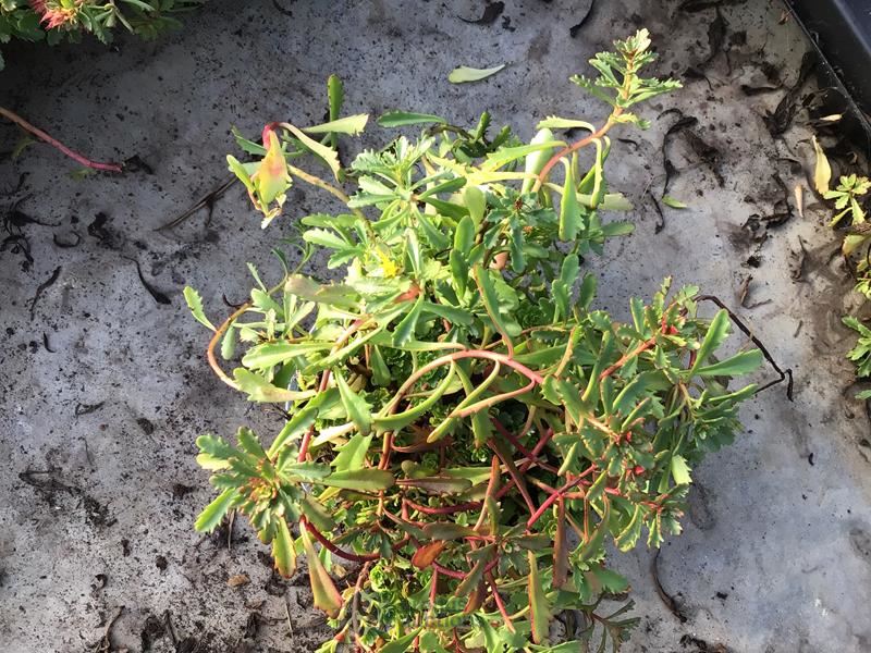 120 sedum mix