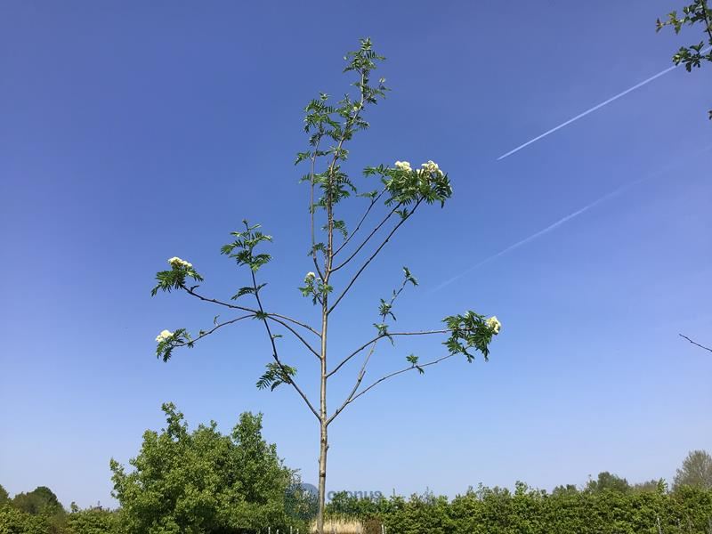1 sorbus