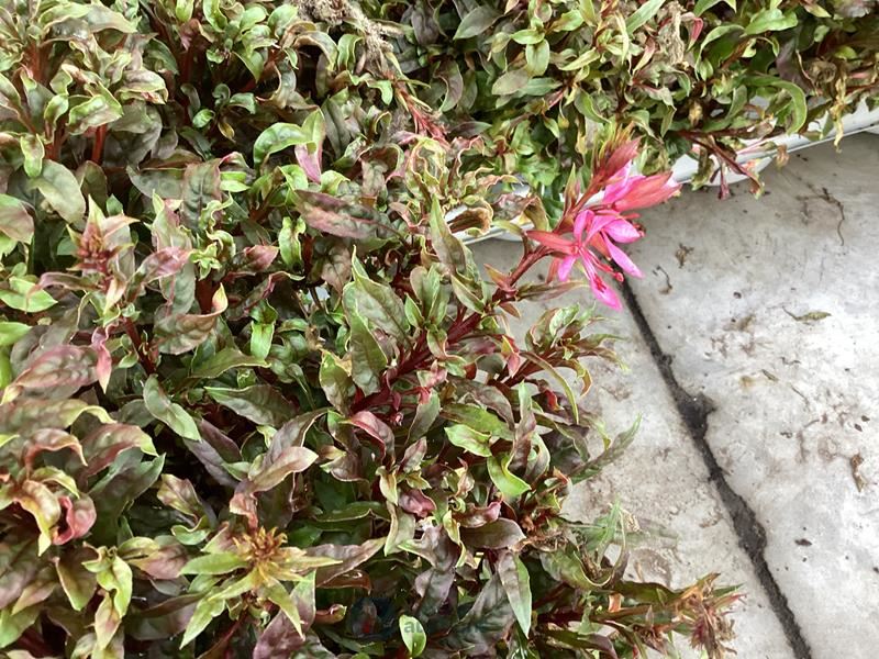 80 gaura