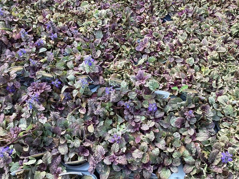 40 ajuga