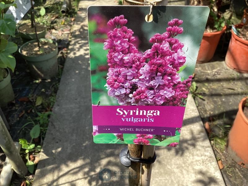 1 syringenstam