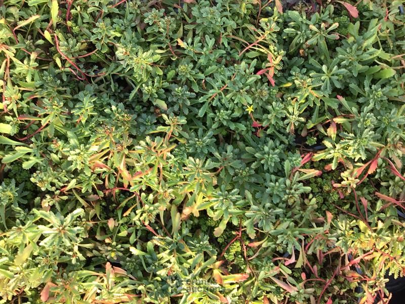 80 sedum mix