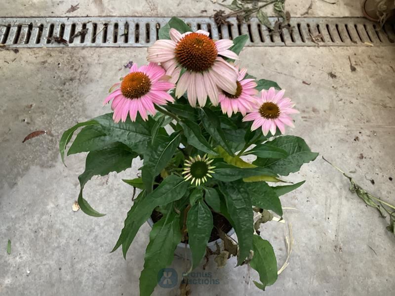 10 echinacea roos