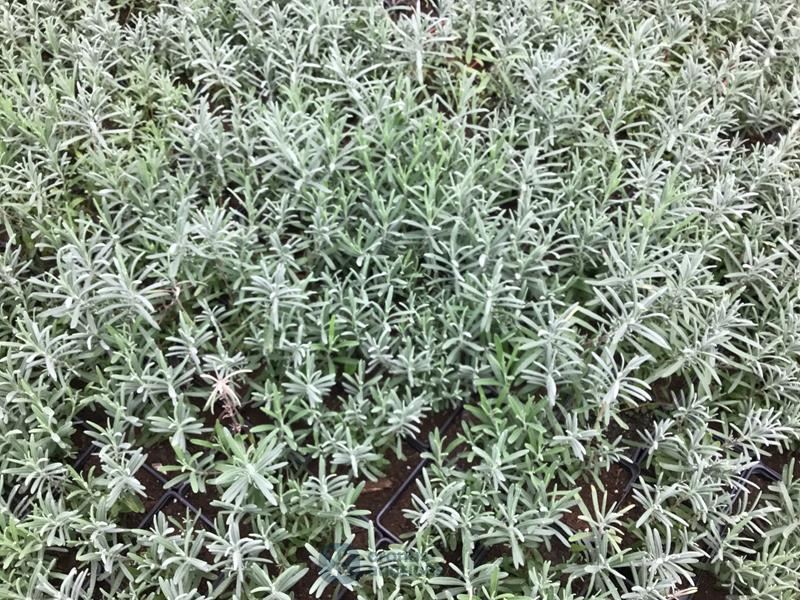 25 lavendel potmaat P9