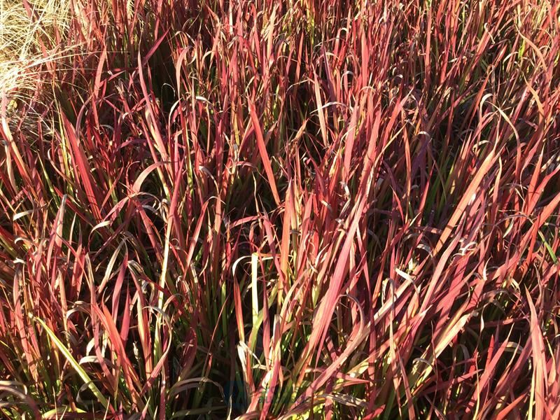 10 imperata red baron