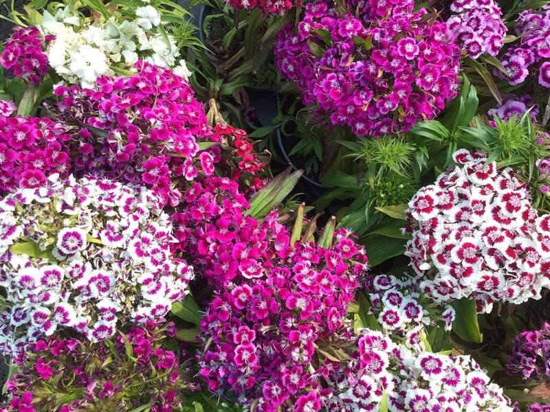 40 dianthus barbatus