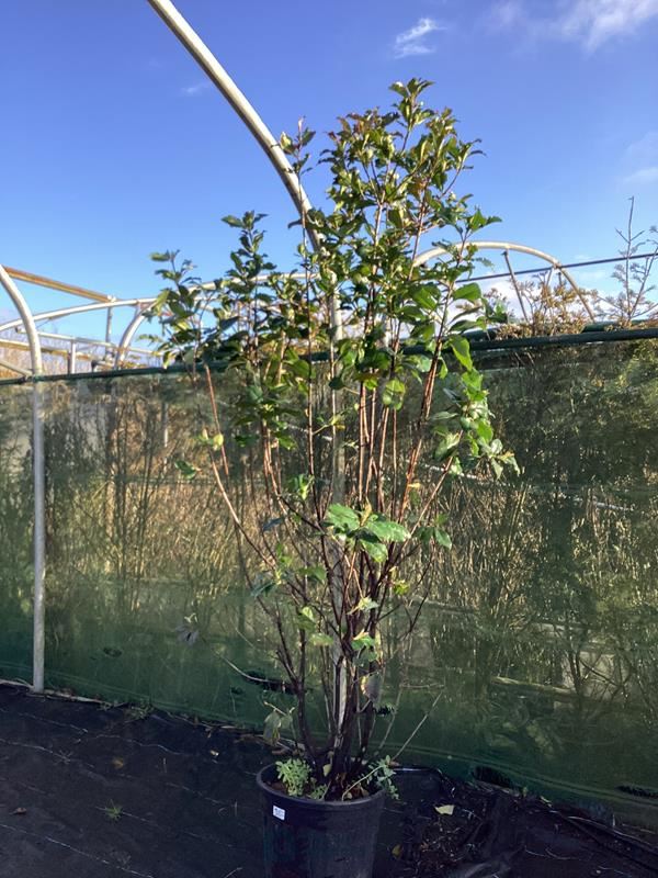 1 photinia