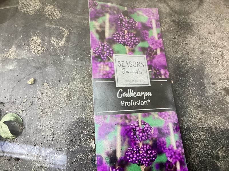 20 callicarpa