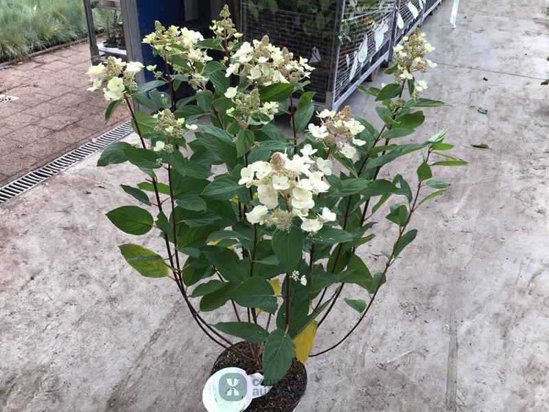 20 hydrangea lime light