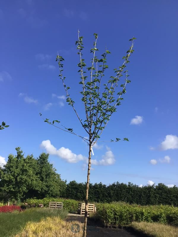 1 prunus kanzan