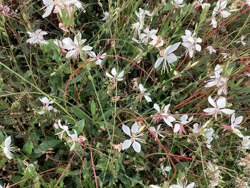 40 gaura