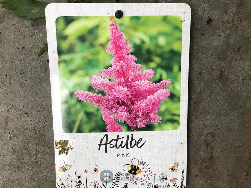 20 astilbe