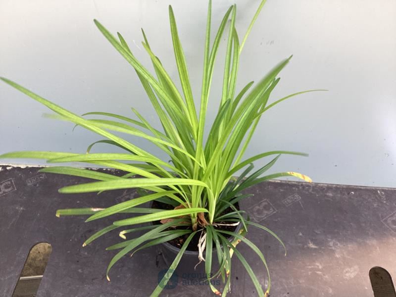 20 liriope muscari