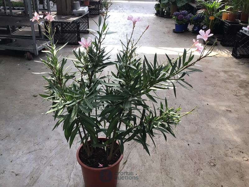 1 oleander