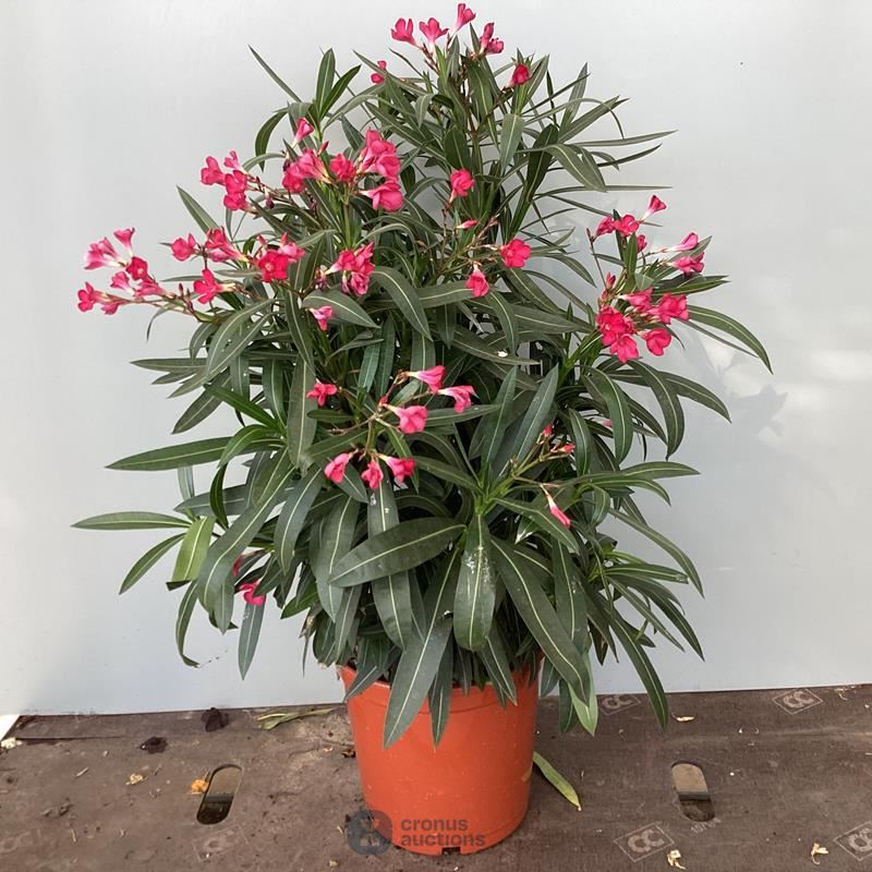 2 oleanders