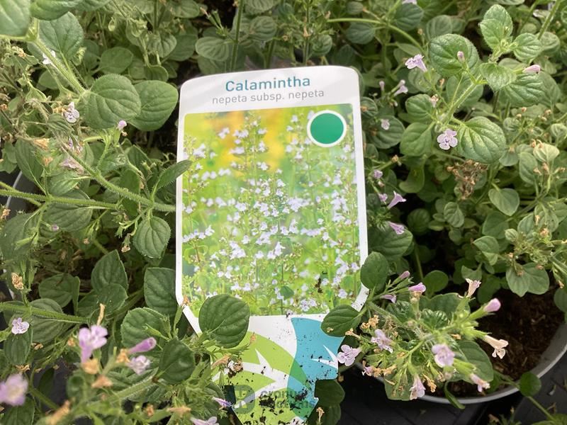 20 callimentha