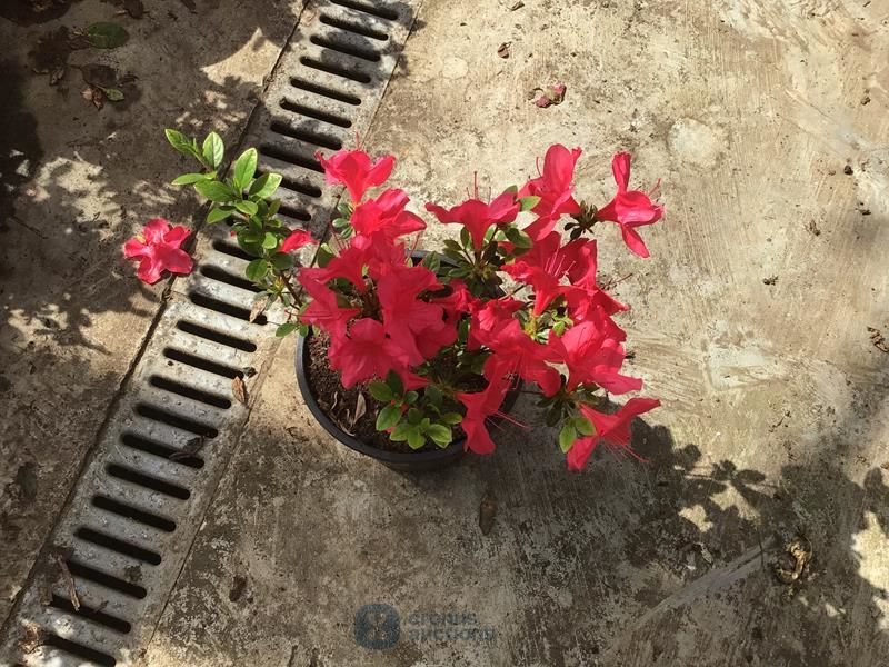 10 azalea