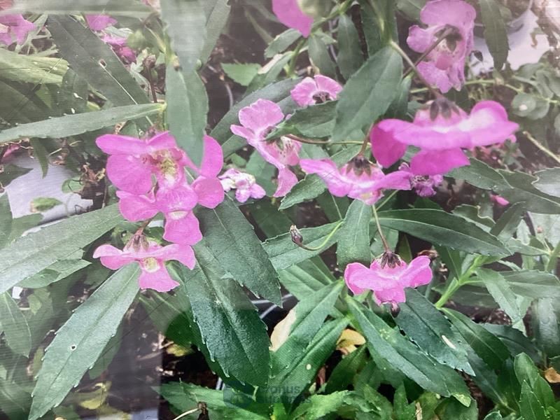 40 anthiriums