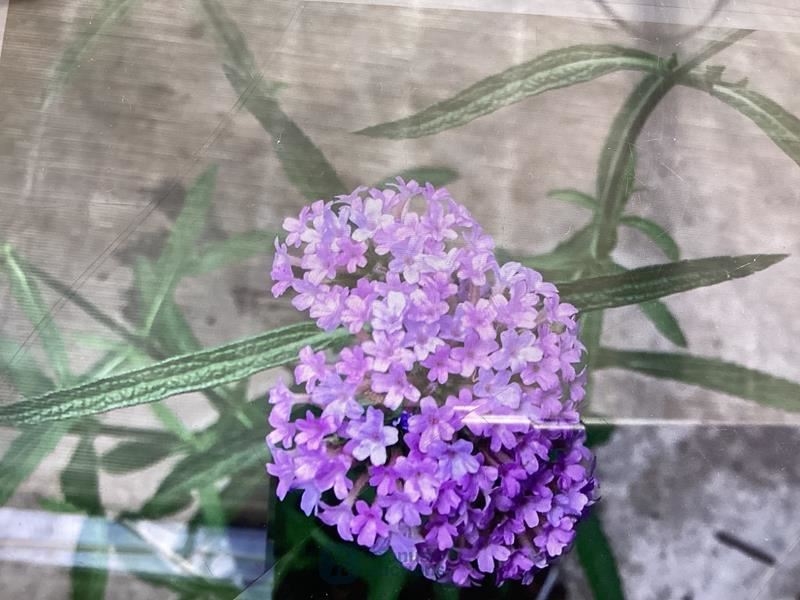 30 verbena