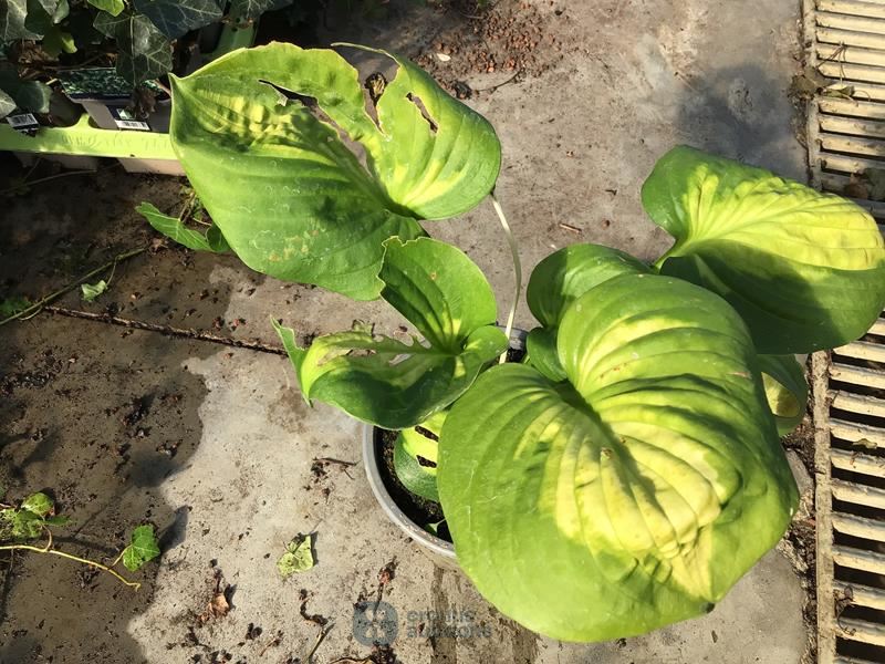 5 hosta