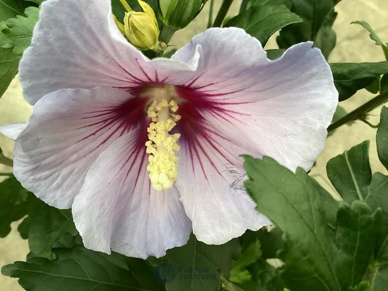 10 hibiscus