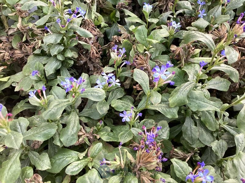 40 steratostigma