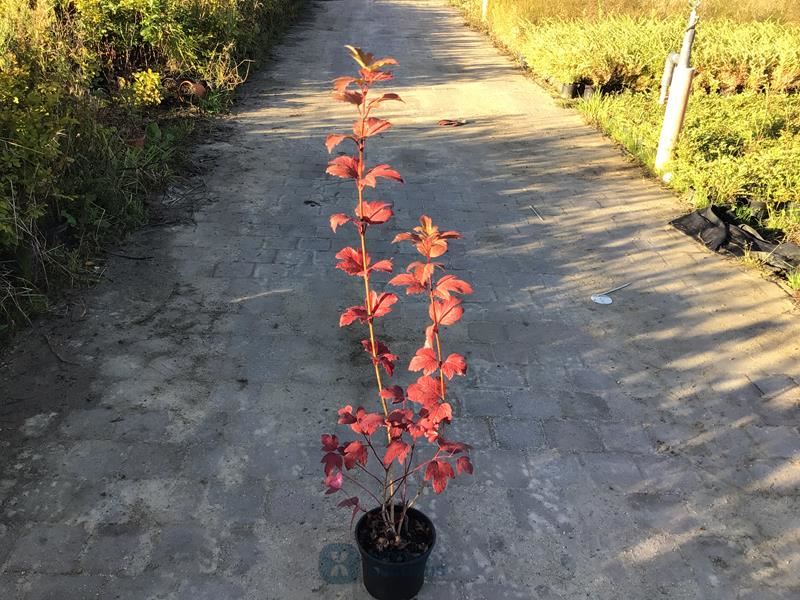 50 opulus roseum