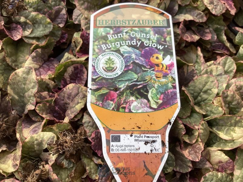 40 ajuga