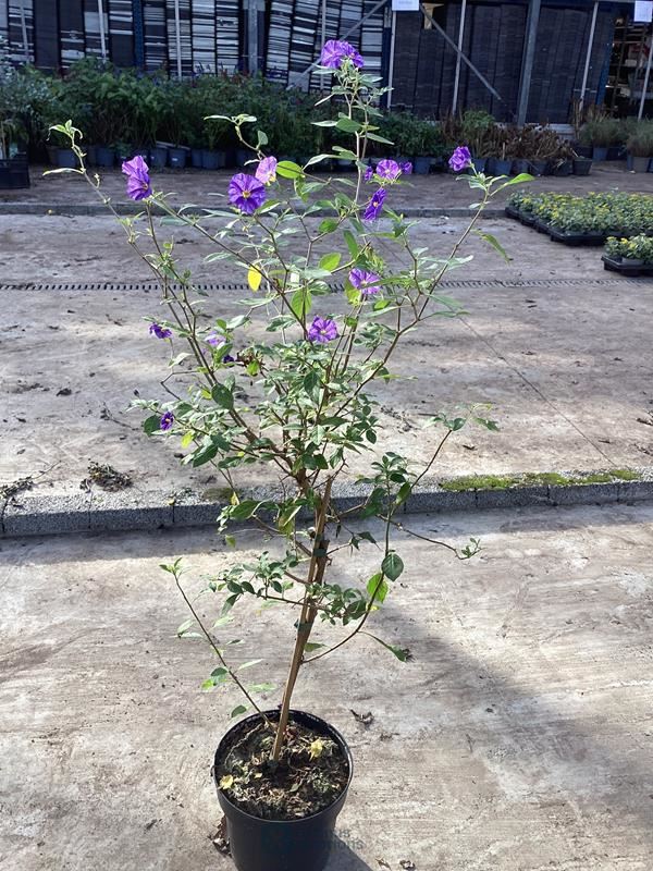 5 blauwe solanum