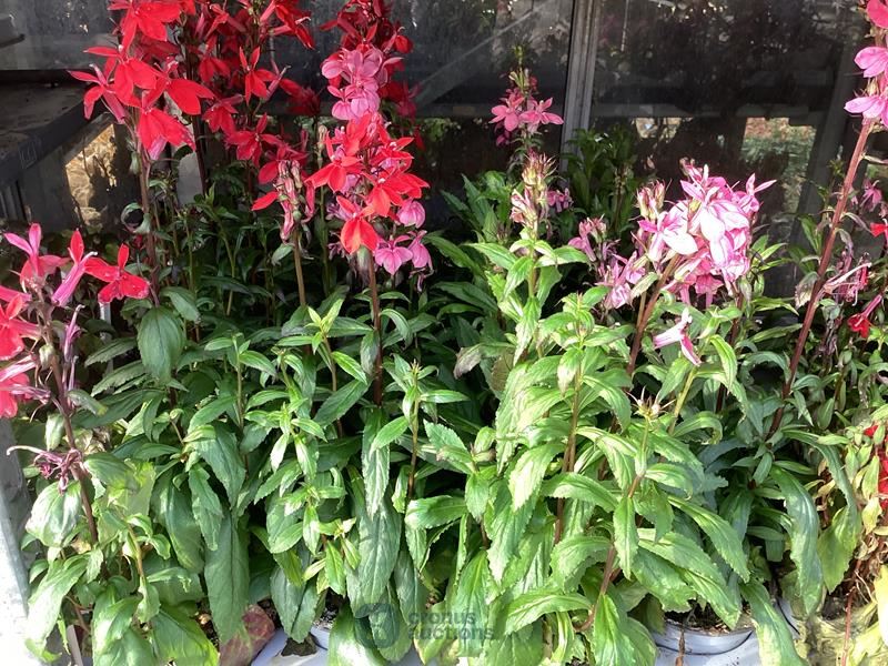 40 lobelia