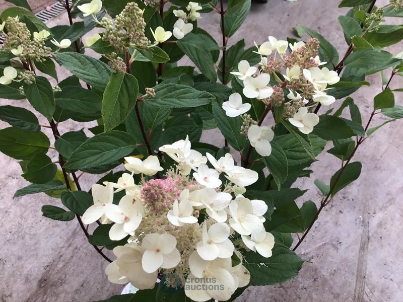 50 hydrangea lime light