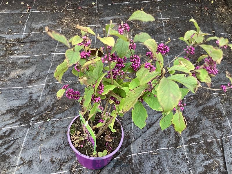 5 callicarpa